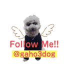 gaho3dog 2020（個別スタンプ：1）