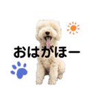 gaho3dog 2020（個別スタンプ：4）