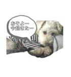 おんじゃまる（個別スタンプ：4）