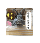 うさぎのCOCO♂（個別スタンプ：1）