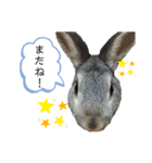 うさぎのCOCO♂（個別スタンプ：4）