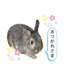 うさぎのCOCO♂（個別スタンプ：5）