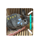 うさぎのCOCO♂（個別スタンプ：7）