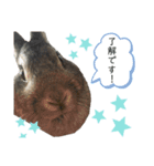 うさぎのCOCO♂（個別スタンプ：8）