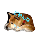 我が家のシバちゃん（個別スタンプ：5）