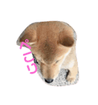 我が家のシバちゃん（個別スタンプ：14）