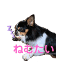 チワワのアポマル【日常会話編】（個別スタンプ：9）