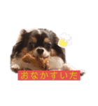 チワワのアポマル【日常会話編】（個別スタンプ：12）