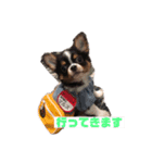 チワワのアポマル【日常会話編】（個別スタンプ：13）