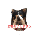 チワワのアポマル【日常会話編】（個別スタンプ：14）