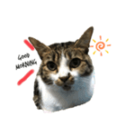 ねこねこねこいぬうさぎ（個別スタンプ：1）