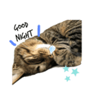 ねこねこねこいぬうさぎ（個別スタンプ：2）