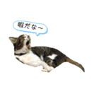 ねこねこねこいぬうさぎ（個別スタンプ：3）