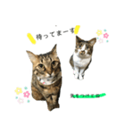ねこねこねこいぬうさぎ（個別スタンプ：4）