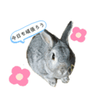 ねこねこねこいぬうさぎ（個別スタンプ：6）