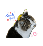 ねこねこねこいぬうさぎ（個別スタンプ：7）