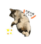 ねこねこねこいぬうさぎ（個別スタンプ：8）