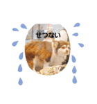かわいいデカチワワのマロン（個別スタンプ：11）