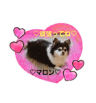 かわいいデカチワワのマロン（個別スタンプ：13）