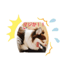 かわいいデカチワワのマロン（個別スタンプ：18）