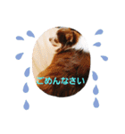 かわいいデカチワワのマロン（個別スタンプ：23）