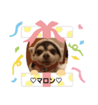 かわいいデカチワワのマロン（個別スタンプ：31）