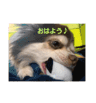 かわいいデカチワワのマロン（個別スタンプ：34）