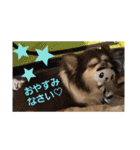 かわいいデカチワワのマロン（個別スタンプ：37）