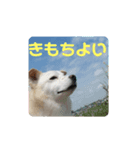 わたしのたろうさん（個別スタンプ：3）
