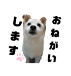 わたしのたろうさん（個別スタンプ：4）