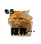 モップとミルク2（個別スタンプ：31）