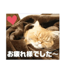 モップとミルク2（個別スタンプ：32）