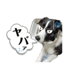 ボーダーコリー リッキーの日常（個別スタンプ：3）