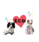 ボーダーコリー リッキーの日常（個別スタンプ：7）