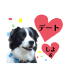 ボーダーコリー リッキーの日常（個別スタンプ：16）