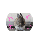 我が家のうさぎ！（個別スタンプ：2）