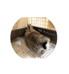 我が家のうさぎ！（個別スタンプ：4）