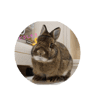 我が家のうさぎ！（個別スタンプ：6）