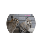 我が家のうさぎ！（個別スタンプ：8）