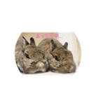 我が家のうさぎ！（個別スタンプ：12）
