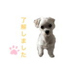 ほりきりるー（個別スタンプ：1）