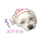ほりきりるー（個別スタンプ：2）