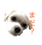 ほりきりるー（個別スタンプ：9）