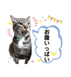 にゃにゃにゃンズ（個別スタンプ：1）