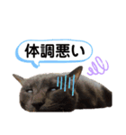 にゃにゃにゃンズ（個別スタンプ：2）