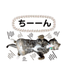 にゃにゃにゃンズ（個別スタンプ：3）
