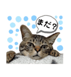 にゃにゃにゃンズ（個別スタンプ：5）