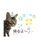 にゃにゃにゃンズ（個別スタンプ：10）