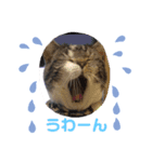 ととくん＆セレブくん（個別スタンプ：8）