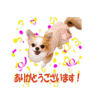 いろはロングコートチワワver.2（個別スタンプ：1）